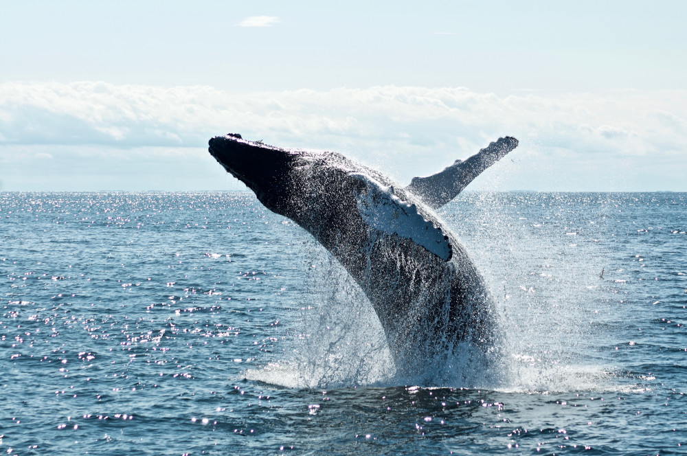 Photograph of a whale